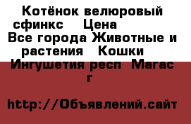Котёнок велюровый сфинкс. › Цена ­ 15 000 - Все города Животные и растения » Кошки   . Ингушетия респ.,Магас г.